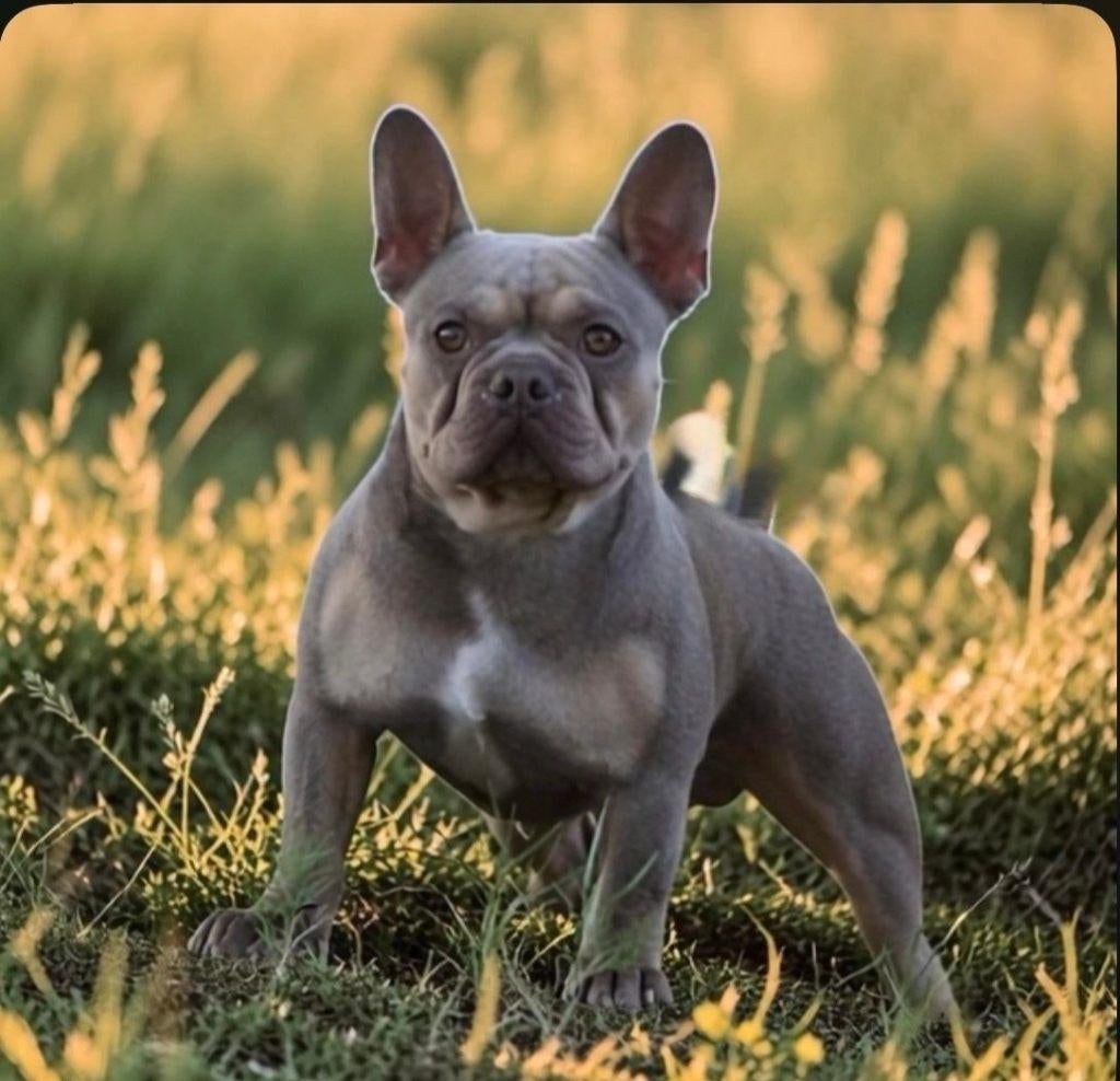 FRANSE BULLDOG DEKREU HUGO ISABELLA & TAN  MET STAMBOOM, Fokker | Hobbymatig, Reu, 1 tot 2 jaar, Buitenland