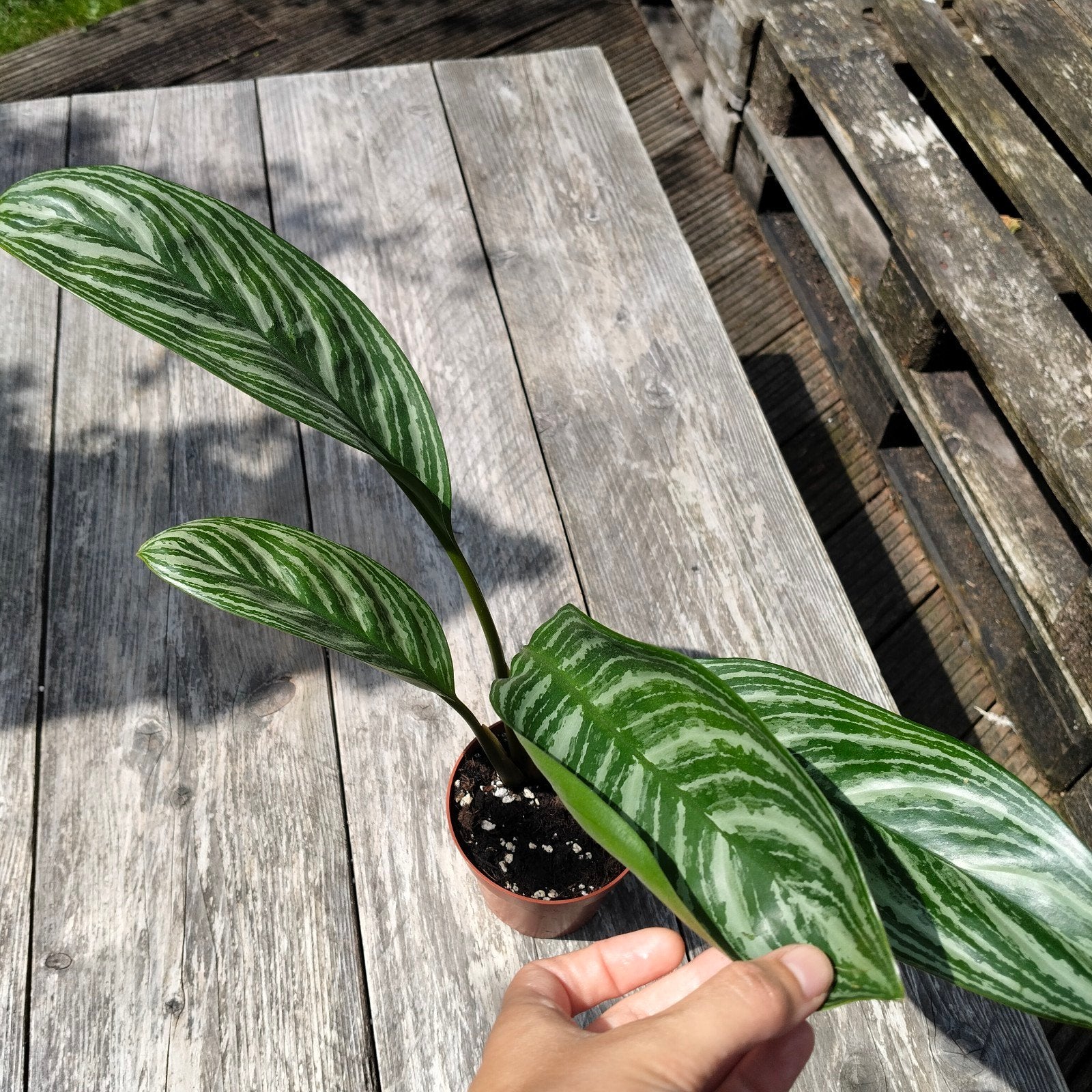 Aglaonema 'Stripes' kamerplant, Ophalen, Halfschaduw, Minder dan 100 cm