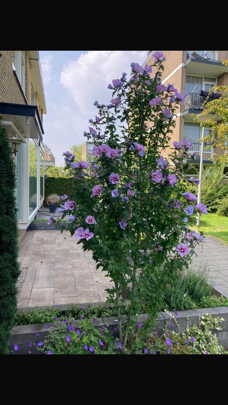 Hibiscus stekjes - Mooie en gezonde planten voor uw tuin, Tuin en Terras, Planten | Tuinplanten, Volle zon, Vaste plant, Zomer