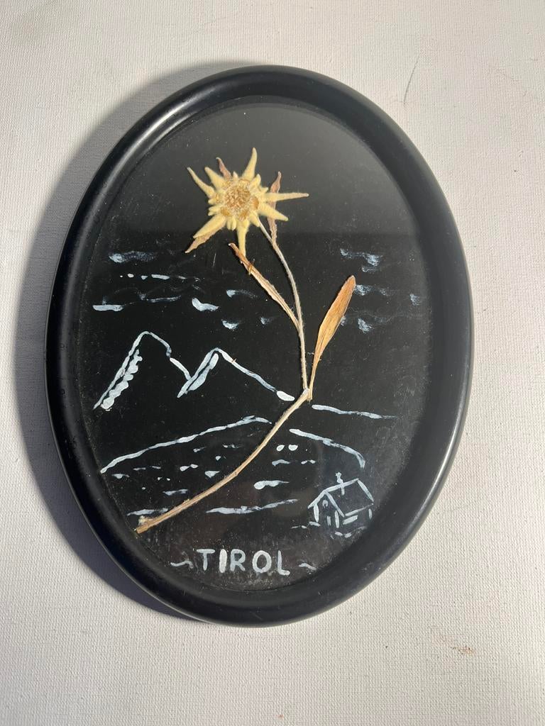 Vintage schilderij met gedroogde edelweiss uit Tirol, ‘50, Antiek en Kunst, Curiosa en Brocante, Ophalen of Verzenden