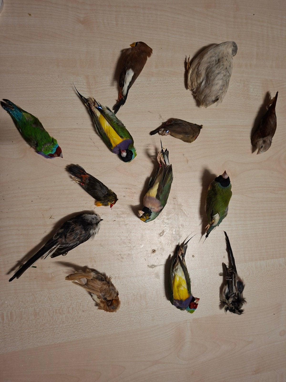 vogels voor preperateurs alles 50,-, Meerdere dieren