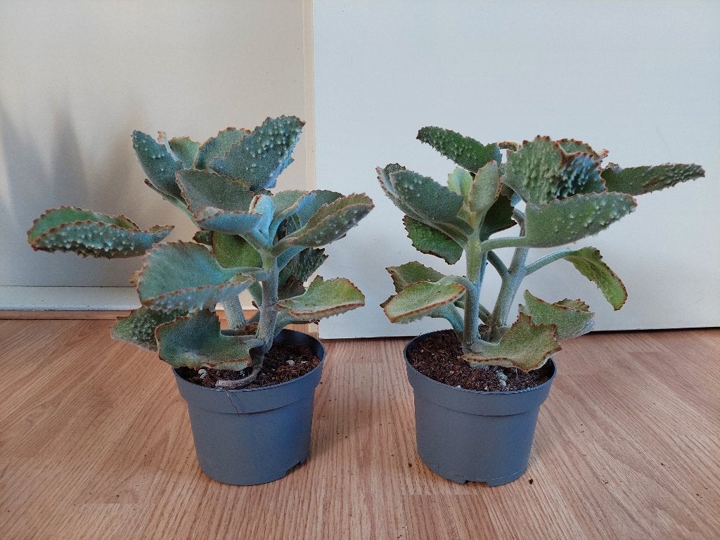 Kalanchoë Beharensis - Olifantsoor/Groene Kalanchoë H: 27 cm, Huis en Inrichting, Kamerplanten, Ophalen, Vetplant, Halfschaduw