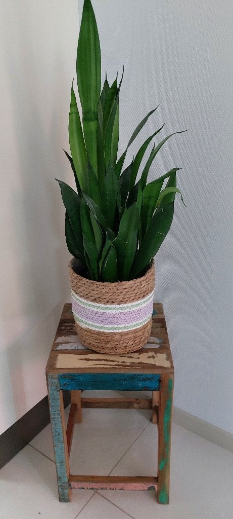 Sansevieria - Vrouwentong 70 cm, Ophalen, In pot, Minder dan 100 cm, Volle zon
