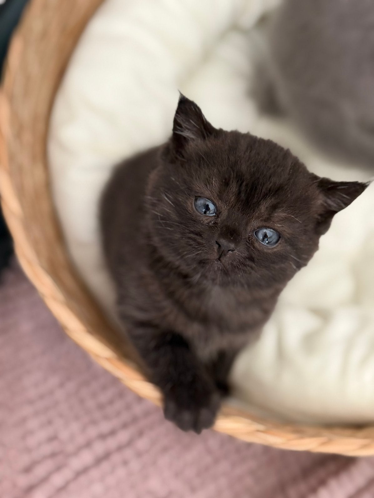 Britse korthaar kittens, Kortharig