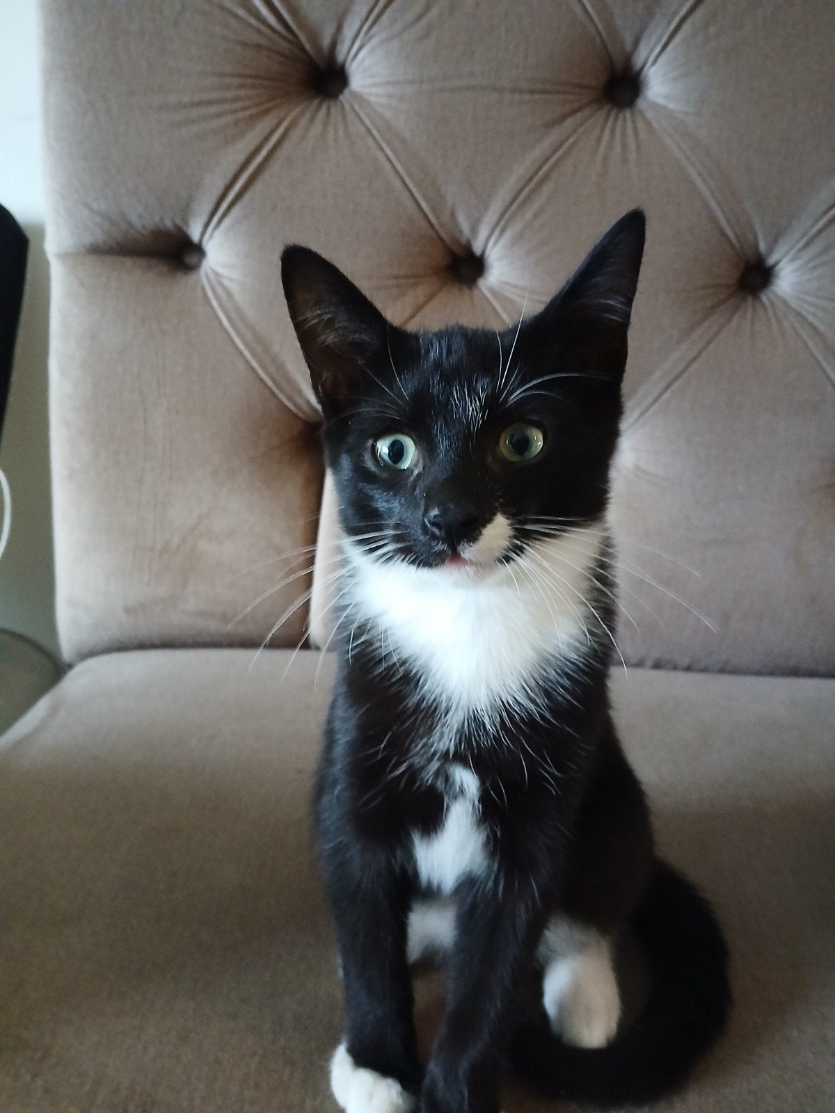 lieve speelse kittens, Meerdere dieren
