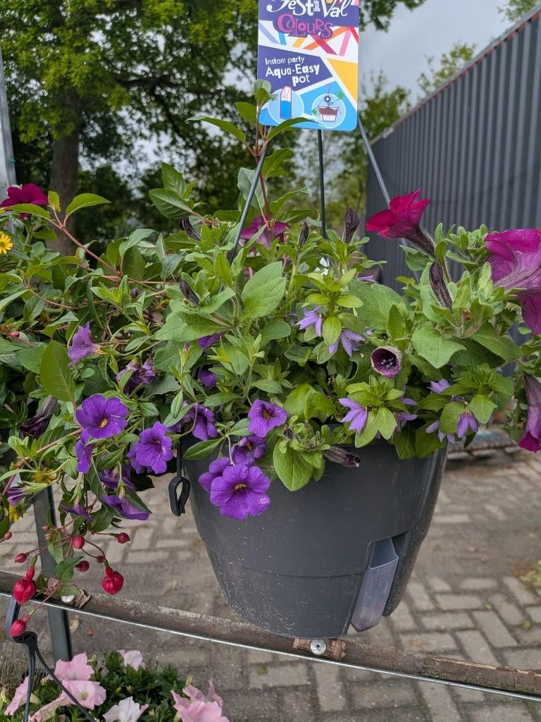 Voorjaar/zomer hangers 1-jarige, Tuin en Terras, Planten | Tuinplanten, Volle zon, Eenjarig, Lente, Ophalen