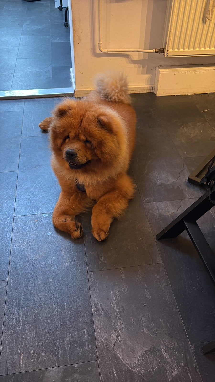 Chowchow reu te koop, België, Particulier, Reu, Poolhond