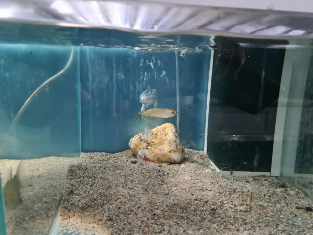 Jardini Arowana, Dieren en Toebehoren, Vissen | Aquariumvissen, Vis, Zoetwatervis