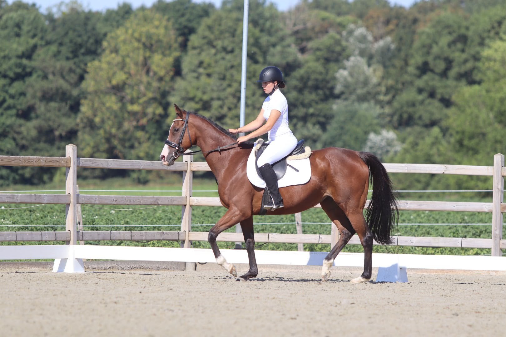 Doreen – lieve 12-jarige merrie van ca. 1,60 m, Merrie, Met stamboom, Zadelmak, 160 tot 165 cm