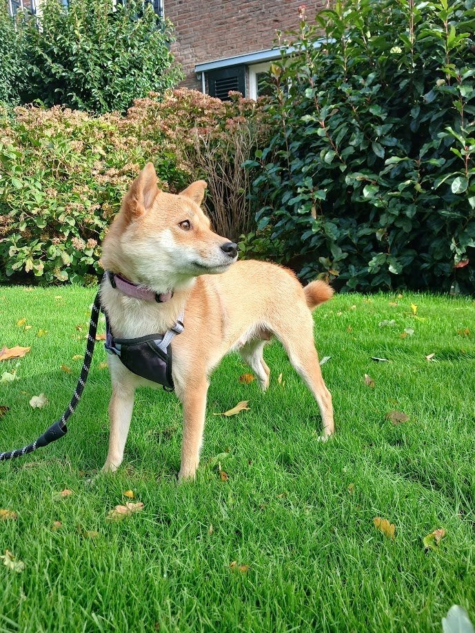 Herplaatser Shiba Inu Teefje, Dieren en Toebehoren, Teef, Poolhond, Meerdere, CDV (hondenziekte)