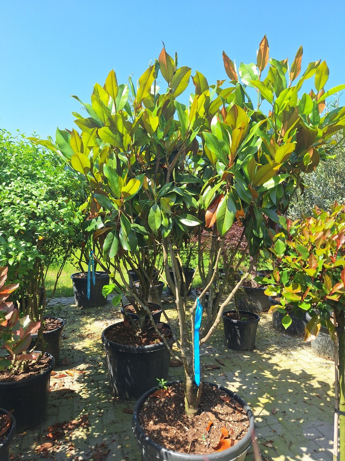 Exclusieve meerstammige magnolia grandiflora, Tuin en Terras, Ophalen, Volle zon, Overige soorten, 100 tot 250 cm