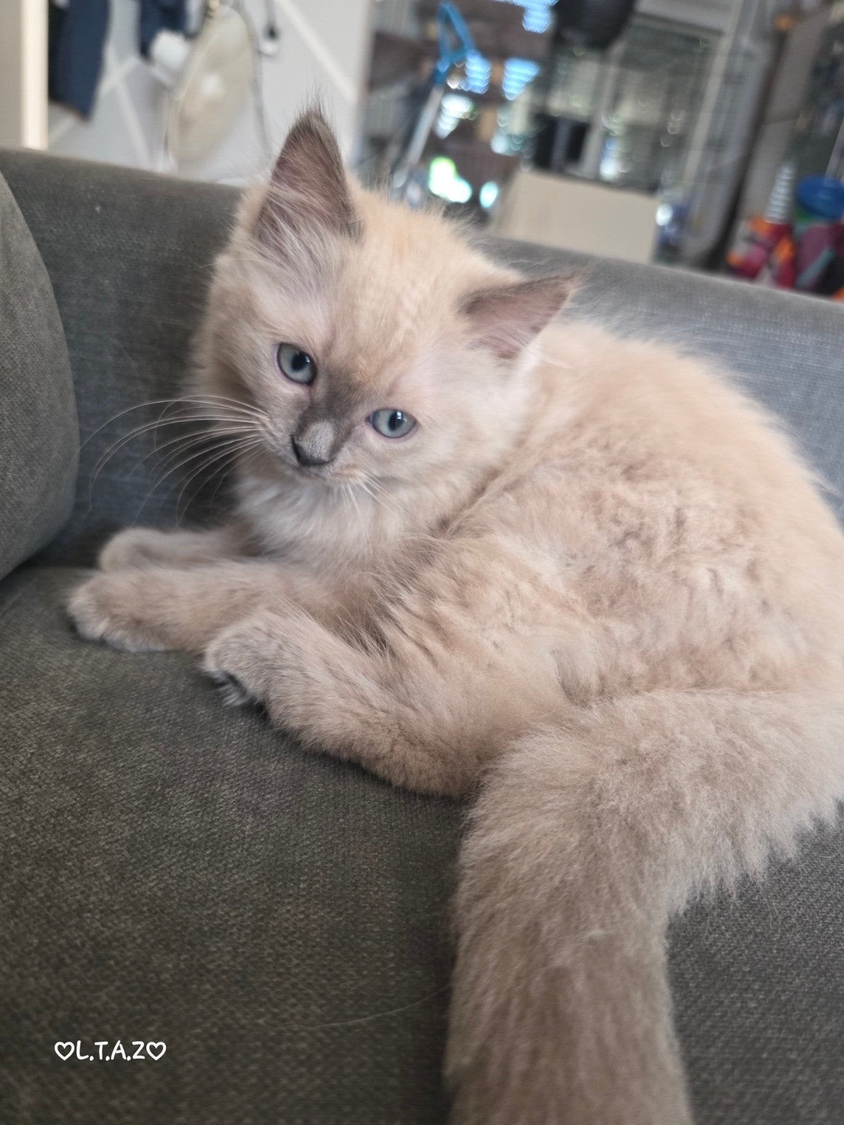 ragdoll kittens 100% nog 2 kittens, Meerdere dieren, Gechipt, 0 tot 2 jaar