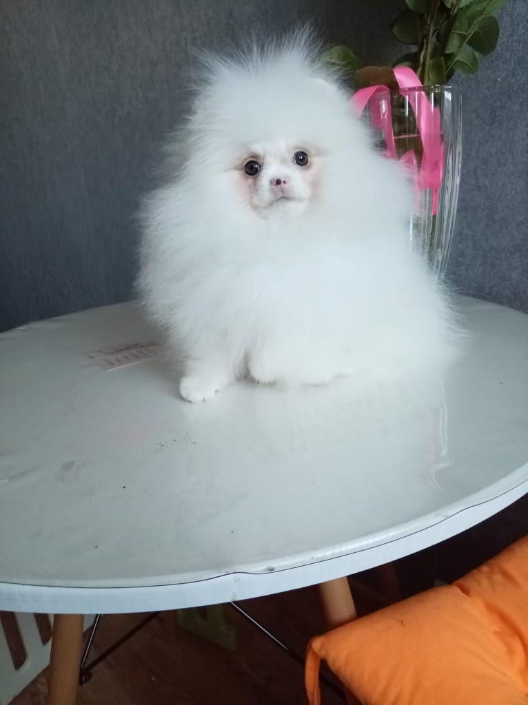 White Pomeriaan/Pomeranian Reutje, Dieren en Toebehoren, Honden | Poolhonden, Keeshonden en Oertypen, Reu, Keeshond, Fokker | Professioneel