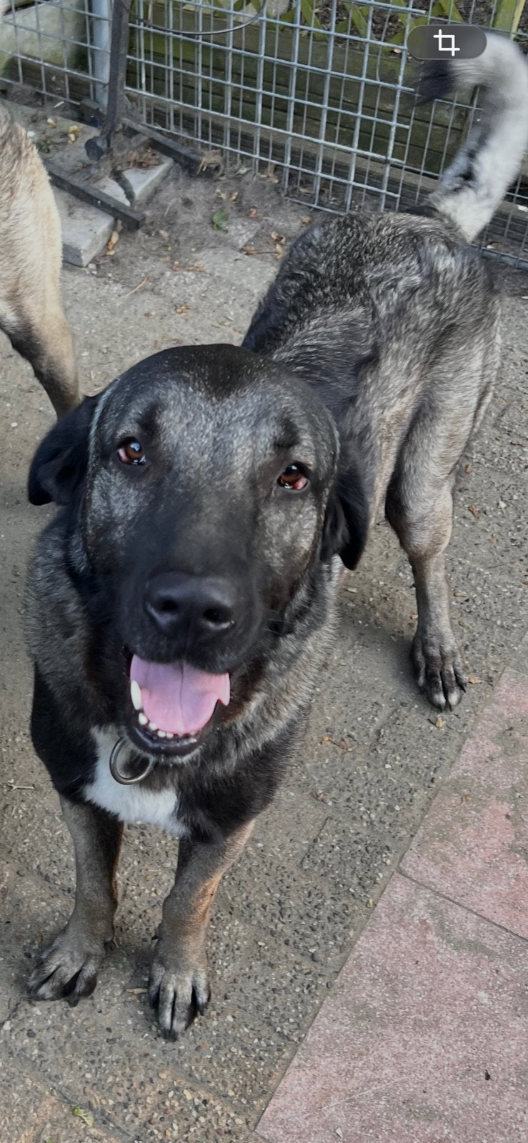 Kangal Dekreu beschikbaar voor dekking, Dieren en Toebehoren, Reu, Eén hond, Nederland, Particulier