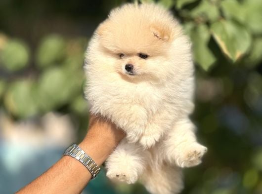2 teacup pomeriaan  puppy 1 reu / 1teefje, 15 weken tot 1 jaar, Parvo, Meerdere, Nederland