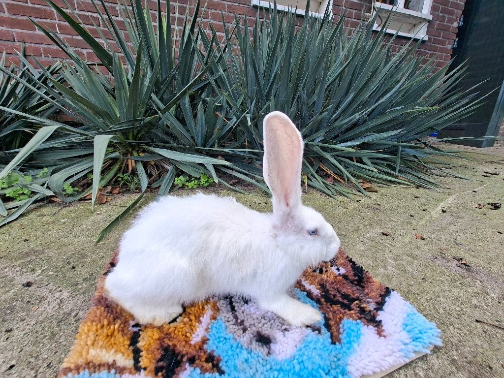 duitse reus, Mannelijk, Groot, 0 tot 2 jaar