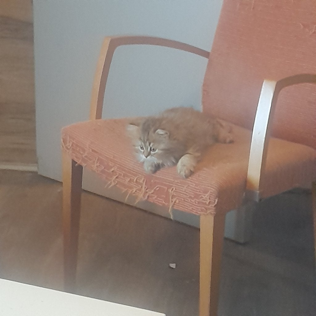 Te koop 2 lieve kitten Brits Langharig, Dieren en Toebehoren, Katten en Kittens | Raskatten | Langhaar, Poes, Ontwormd, 0 tot 2 jaar