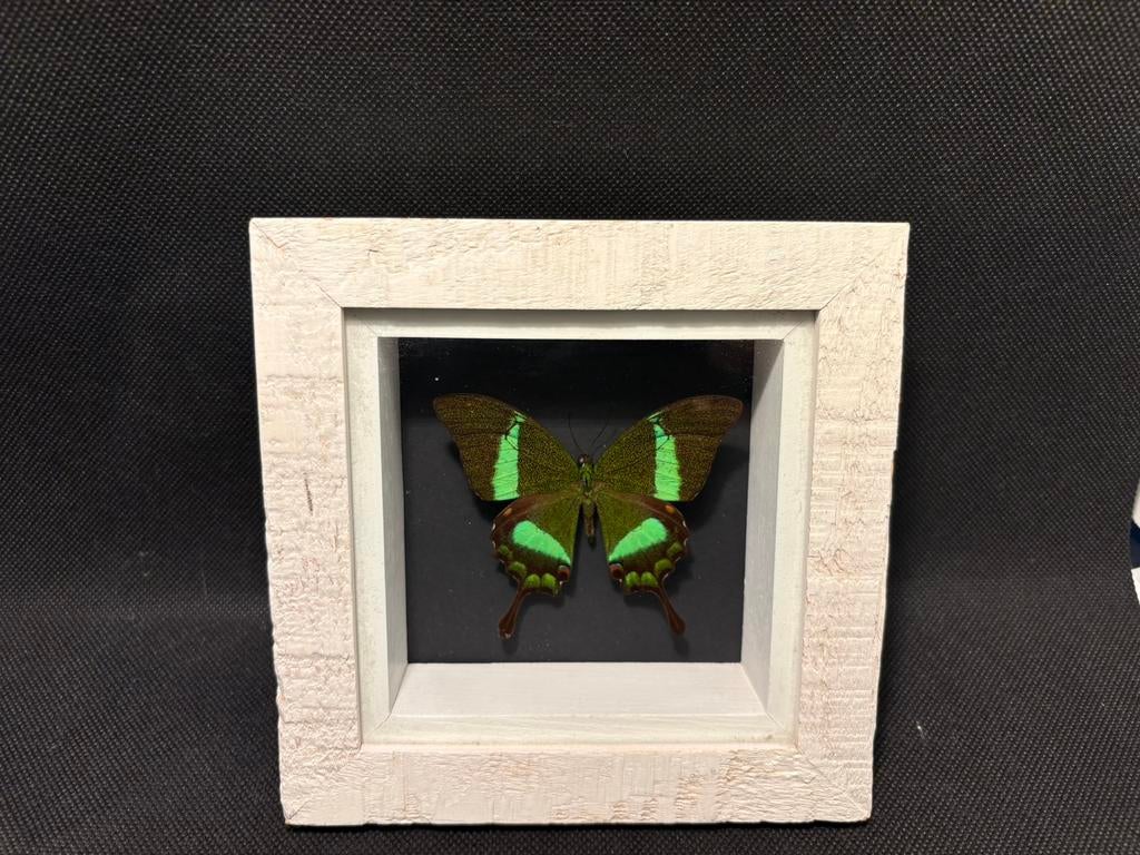 Geprepareerde vlinder in een 3d lijst, Ophalen of Verzenden, Insect, Opgezet dier