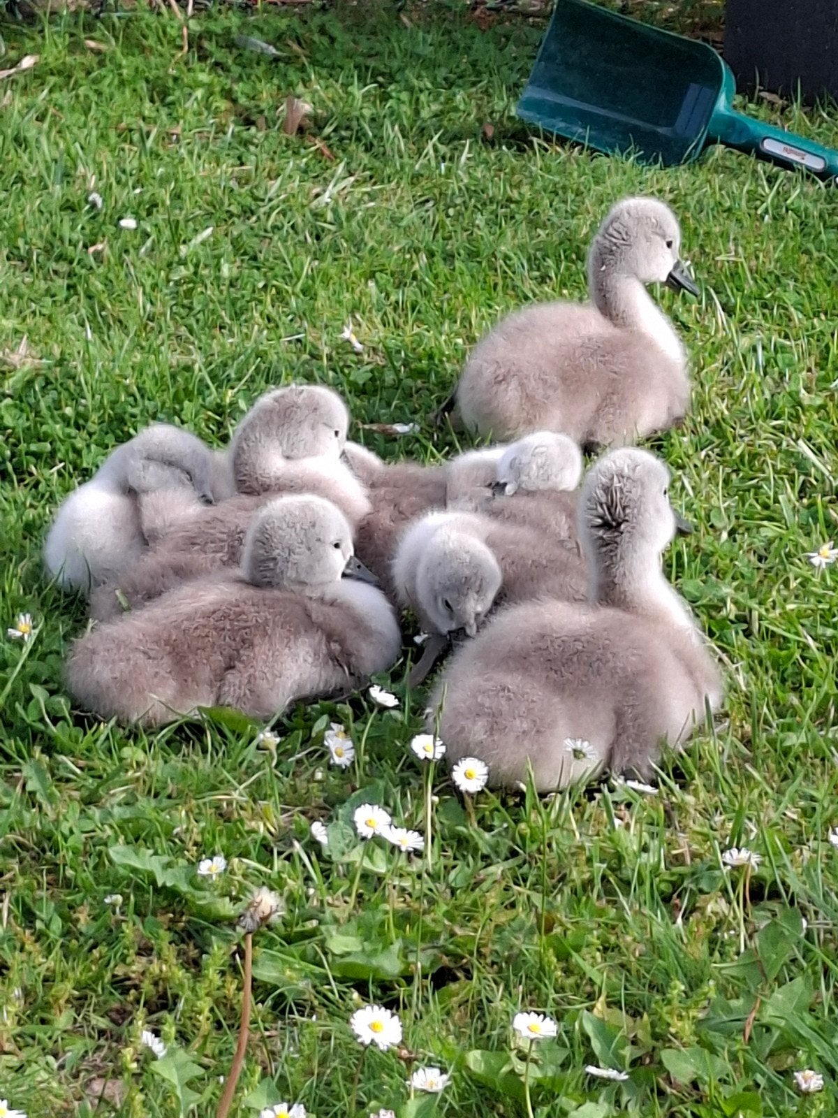 Knobbelzwaan Cygnus Olor, Dieren en Toebehoren, Meerdere dieren, Geringd