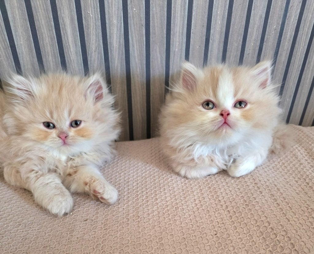 Perzische poesjes kittens, Dieren en Toebehoren, Poes, Ontwormd, 0 tot 2 jaar