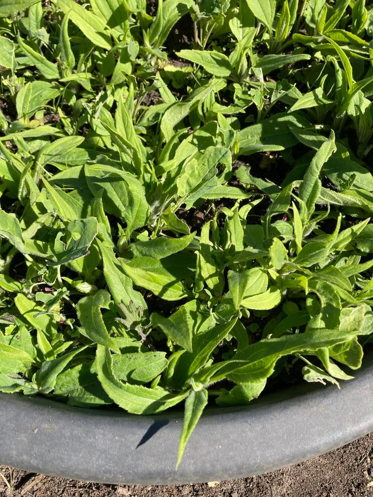 Aardperen planten - 7 stuks voor 2 euro, Tuin en Terras, Ophalen, Volle zon, Herfst, Groenteplanten