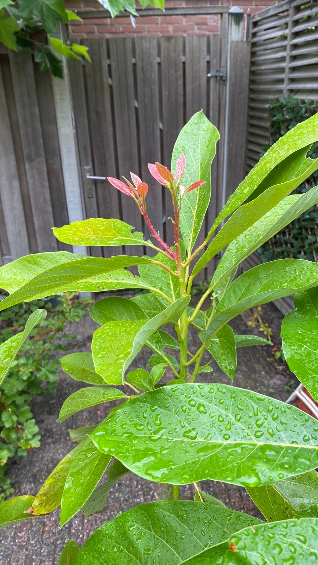 Avocado plant  | tropisch| 1.50 hoog|, Bloeit niet, Halfschaduw, Overige soorten, 100 tot 250 cm