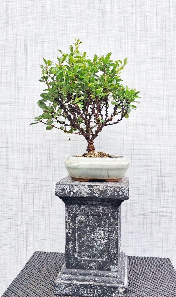 1 Bonsai Berberis Thunbergii Kobold -Japanse Zuurbes, In pot, Halfschaduw, Lente, Minder dan 100 cm