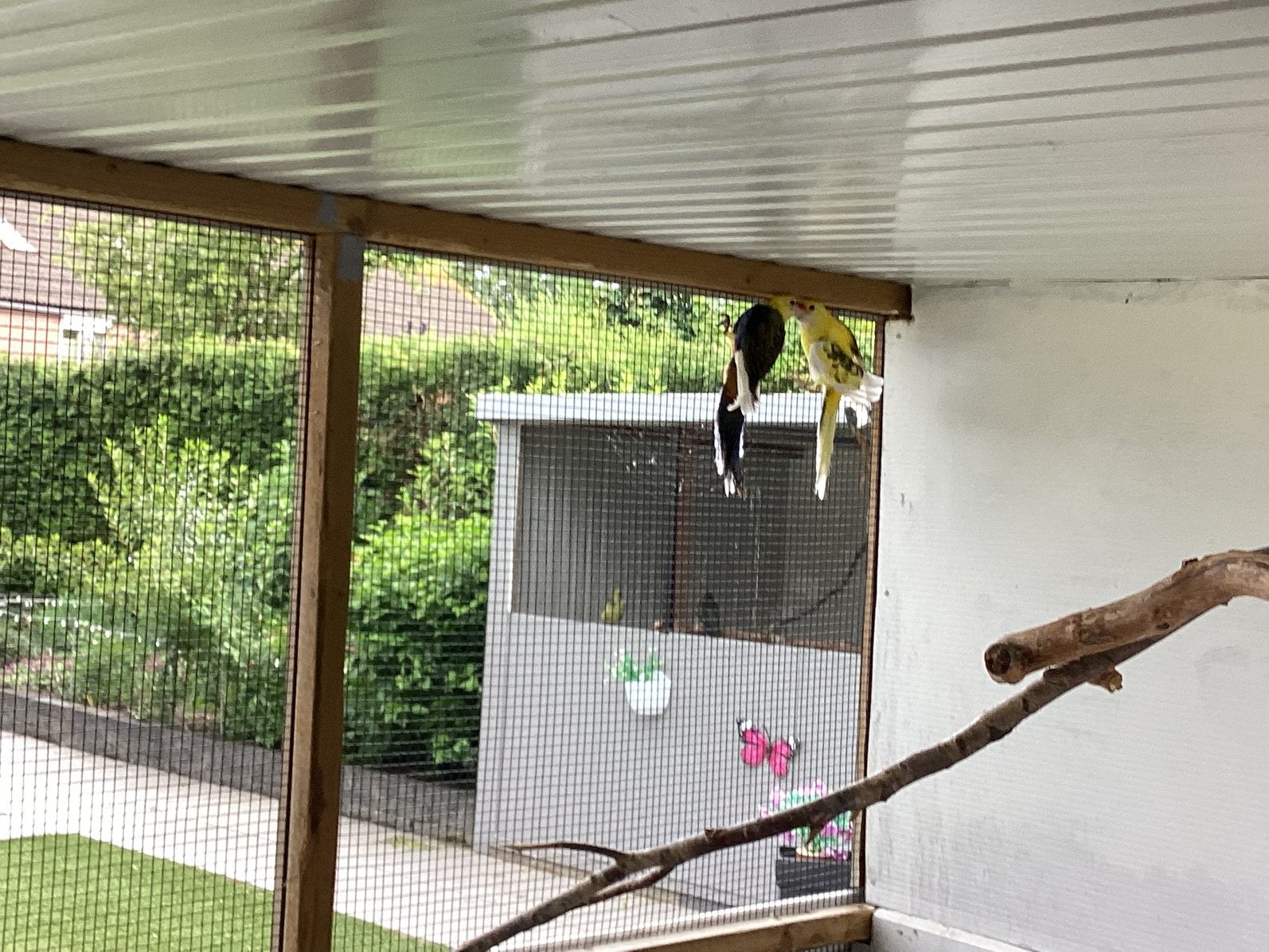 Pennant Rosellas kweekkoppel 1, Dieren en Toebehoren, Vogels | Kanaries, Meerdere dieren, Kleurkanarie