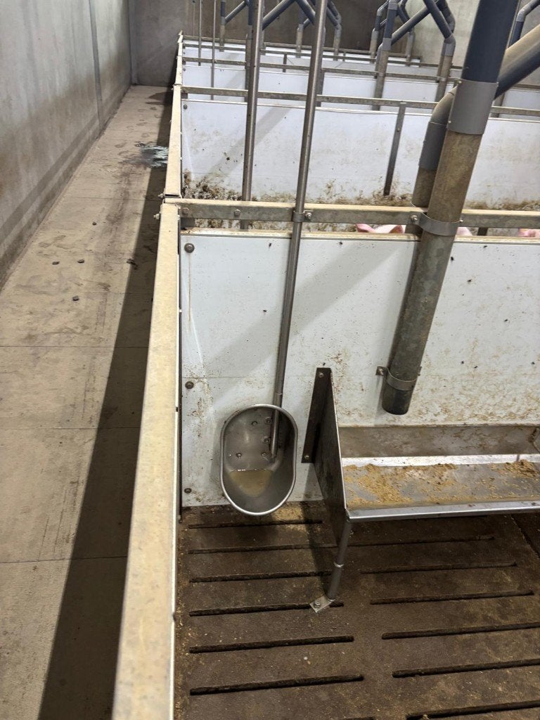Hokinrichting opfok gelten [564], Boekhorst Trading, Tim@boekhorsttrading.com, Singel 16, Horssen, Opfok
