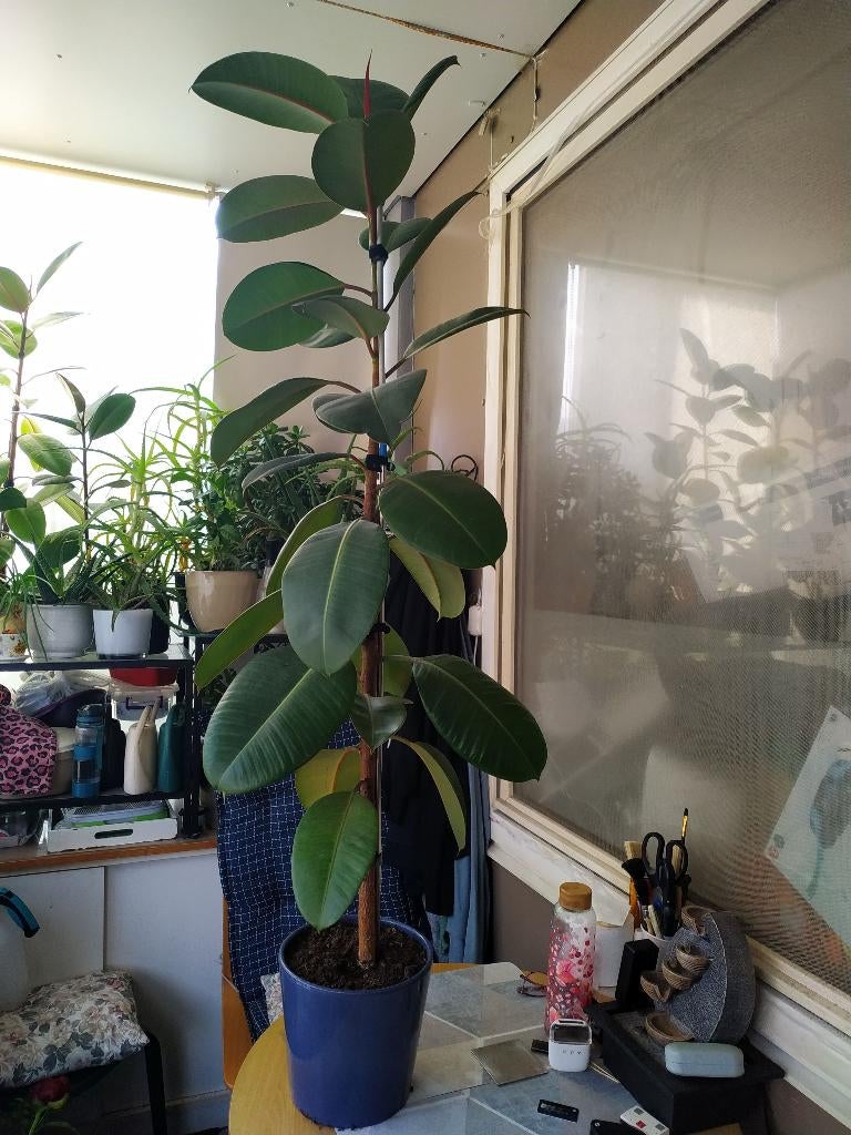 Te koop Ficus Robusta, Huis en Inrichting, Ophalen, Ficus, Halfschaduw, In pot