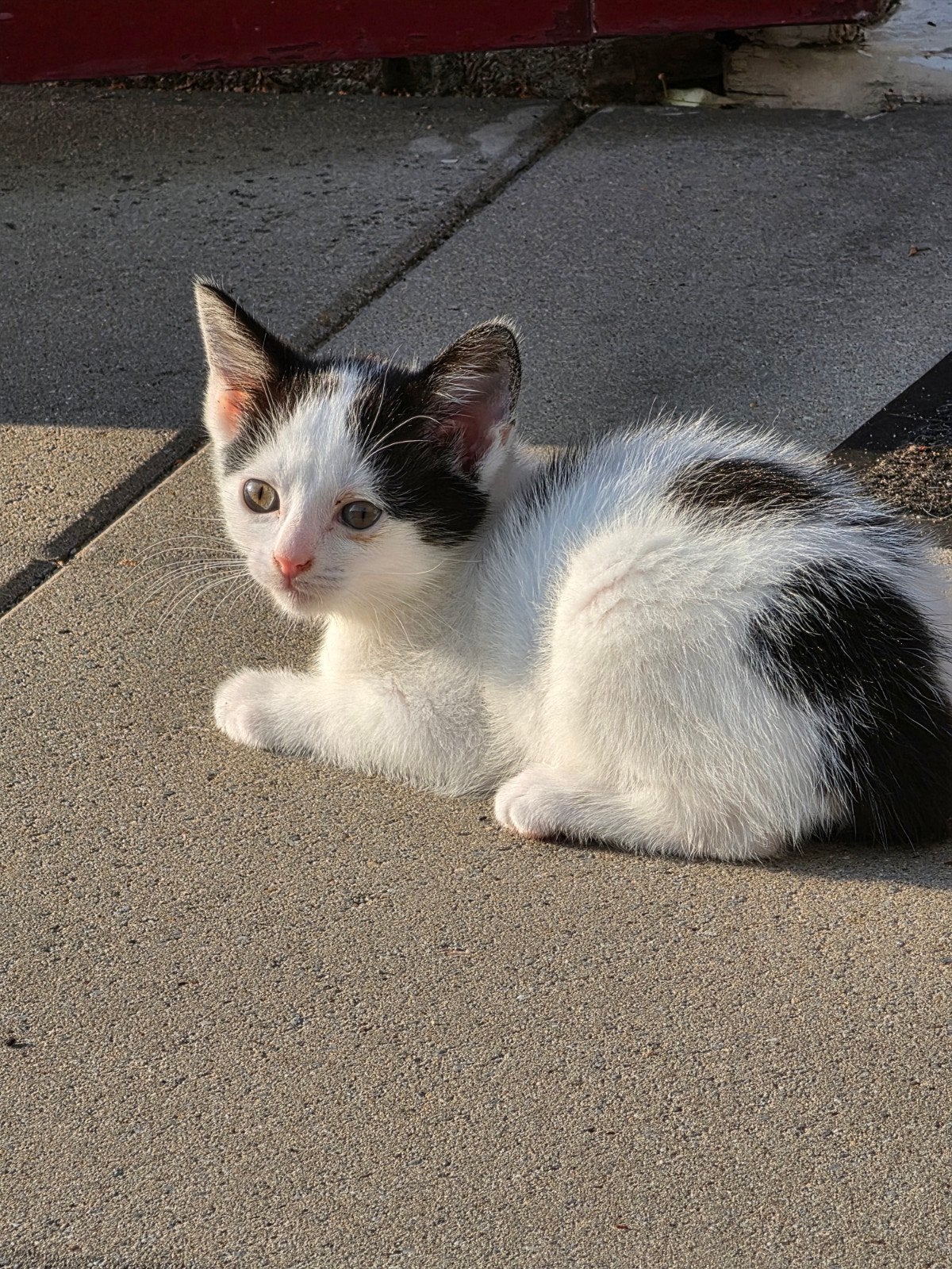 lieve kittens zoeken een nieuw thuis!, Meerdere dieren, Kortharig, 0 tot 2 jaar