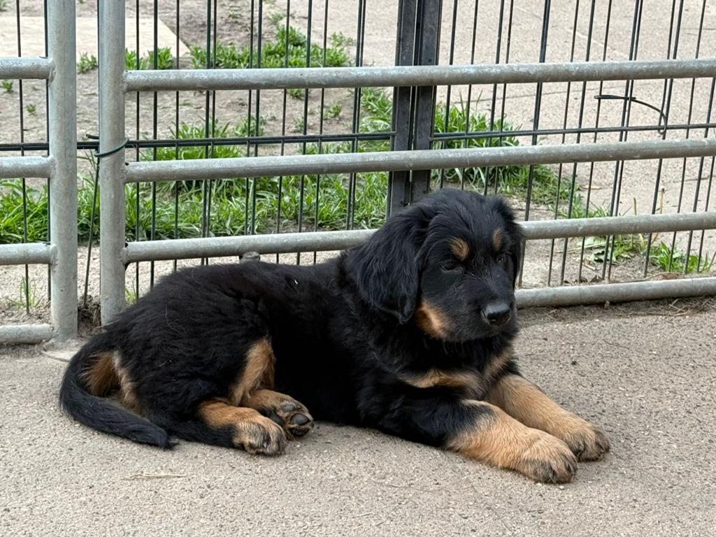 Hovawart-reu Shadow met stamboom, Dieren en Toebehoren, 8 tot 15 weken, Parvo, Meerdere, Nederland