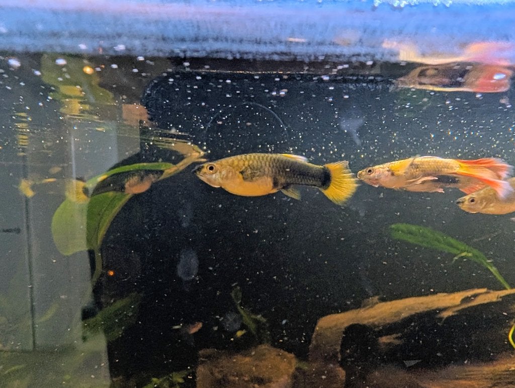 Guppies - M en V, Vis, Zoetwatervis