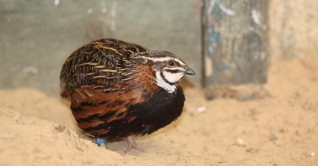 Gezocht harlekijn kwartels, Dieren en Toebehoren, Meerdere dieren