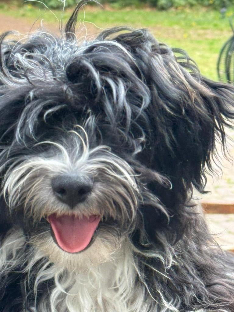 Malthezer pups te koop, Dieren en Toebehoren, Parvo, 15 weken tot 1 jaar, Meerdere, Meerdere dieren