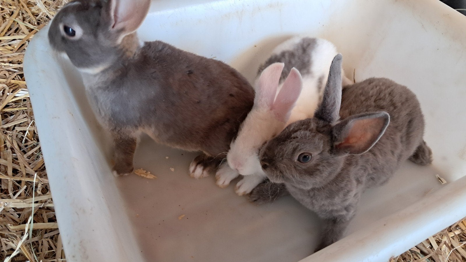 Baby konijntjes geboren 14 juni, Meerdere dieren, Klein, 0 tot 2 jaar