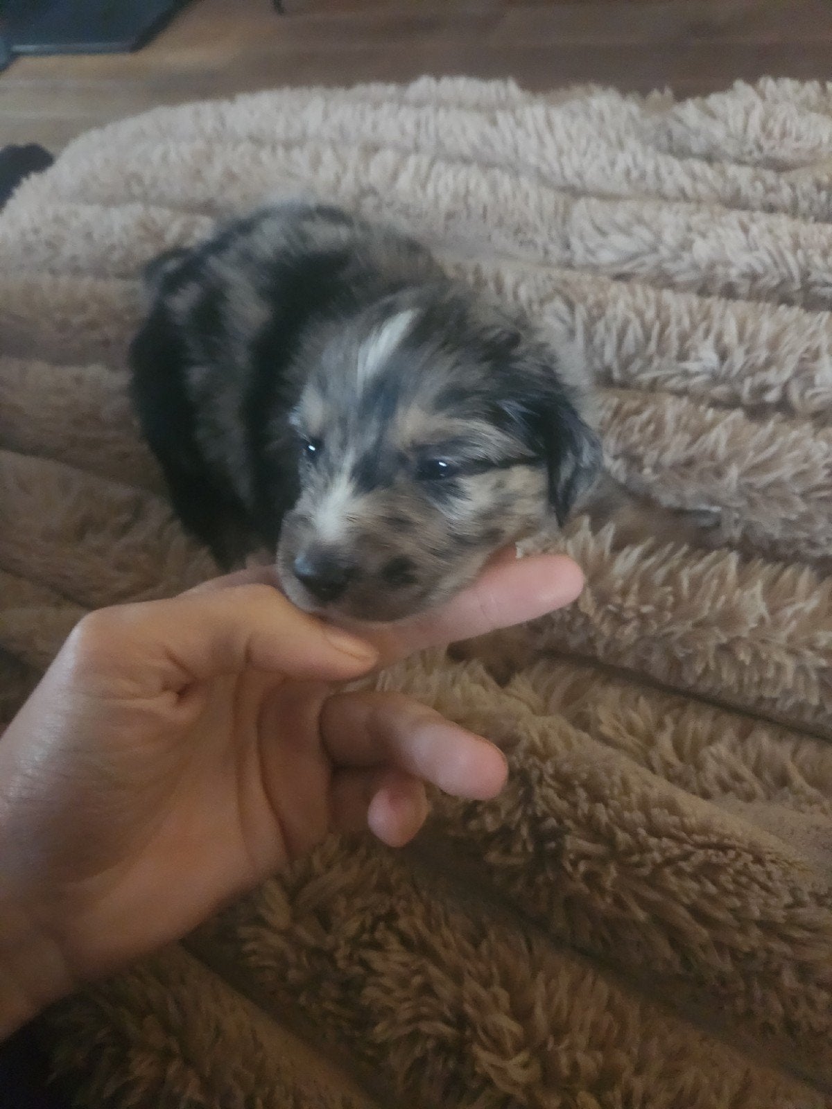 Prachtig nestje australian shephard x golden retriever, Dieren en Toebehoren, Golden retriever, 8 tot 15 weken, Parvo, Meerdere