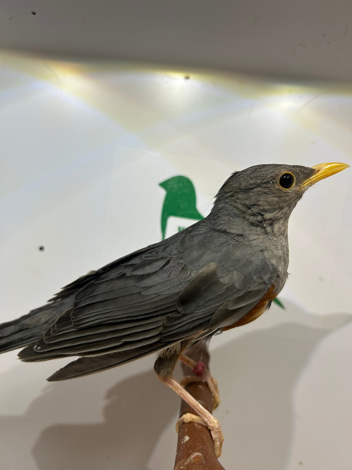 1-1 grijskap lijster, Dieren en Toebehoren, Vogels | Overige Vogels, Meerdere dieren, Tropenvogel, Geringd