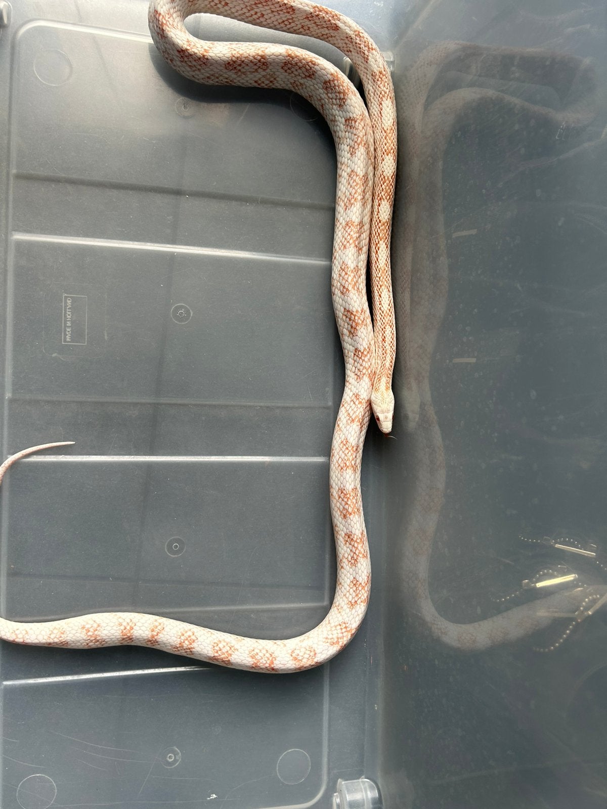 Korenslang te koop Corn Snake photo 3
