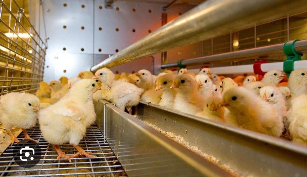 Kuikens te koop van verschillende rassen, Dieren en Toebehoren, Pluimvee, Meerdere dieren, Kip