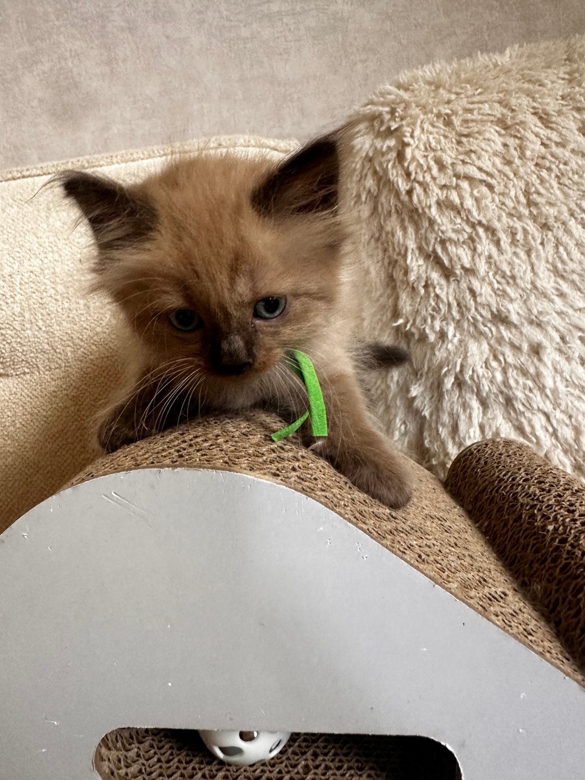100% ragdoll kittens   seal mink—seal point—blue mink, Meerdere dieren, Gechipt, 0 tot 2 jaar