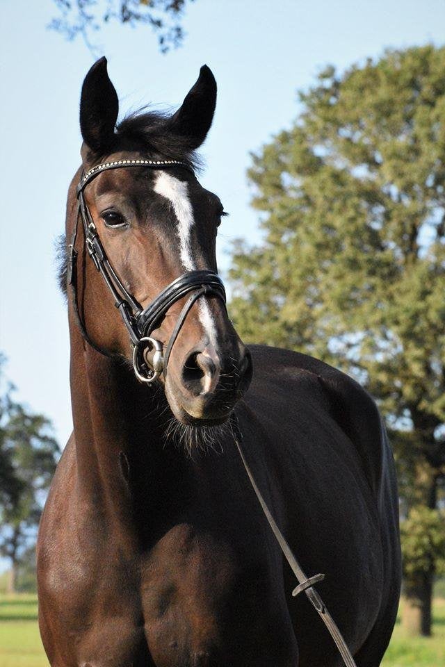 Kwaliteitsfokmerrie drachtig van Con Quidam, Dieren en Toebehoren, Merrie, Springpaard, Met stamboom, 170 tot 175 cm