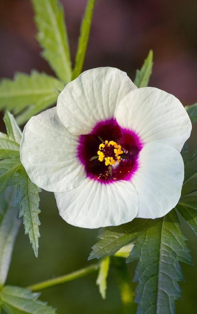 Kenaf zaden, Hibiscus cannabinus, "Hennepbladstokroos", Verzenden, Volle zon