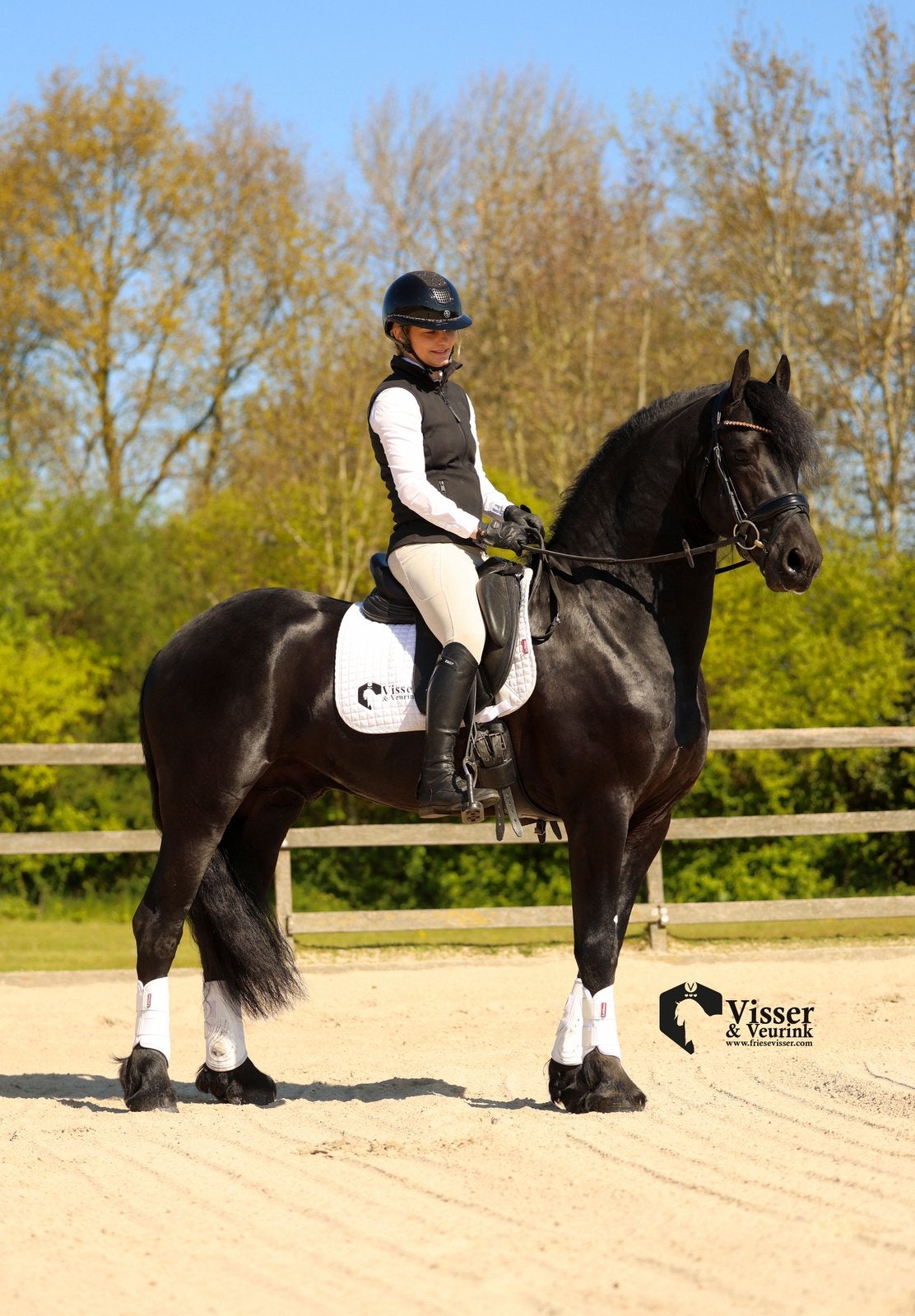 Prachtige 5 jarige Friese Hengst, Dieren en Toebehoren, Paarden, Hengst, Dressuurpaard
