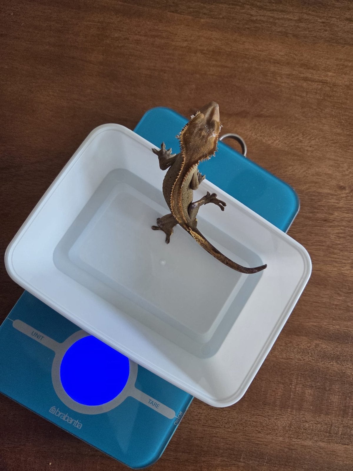 Wimpergekko mannetje  1 jaar – Harlequin x Dalmatian Crested Gecko - male for sale from Joost