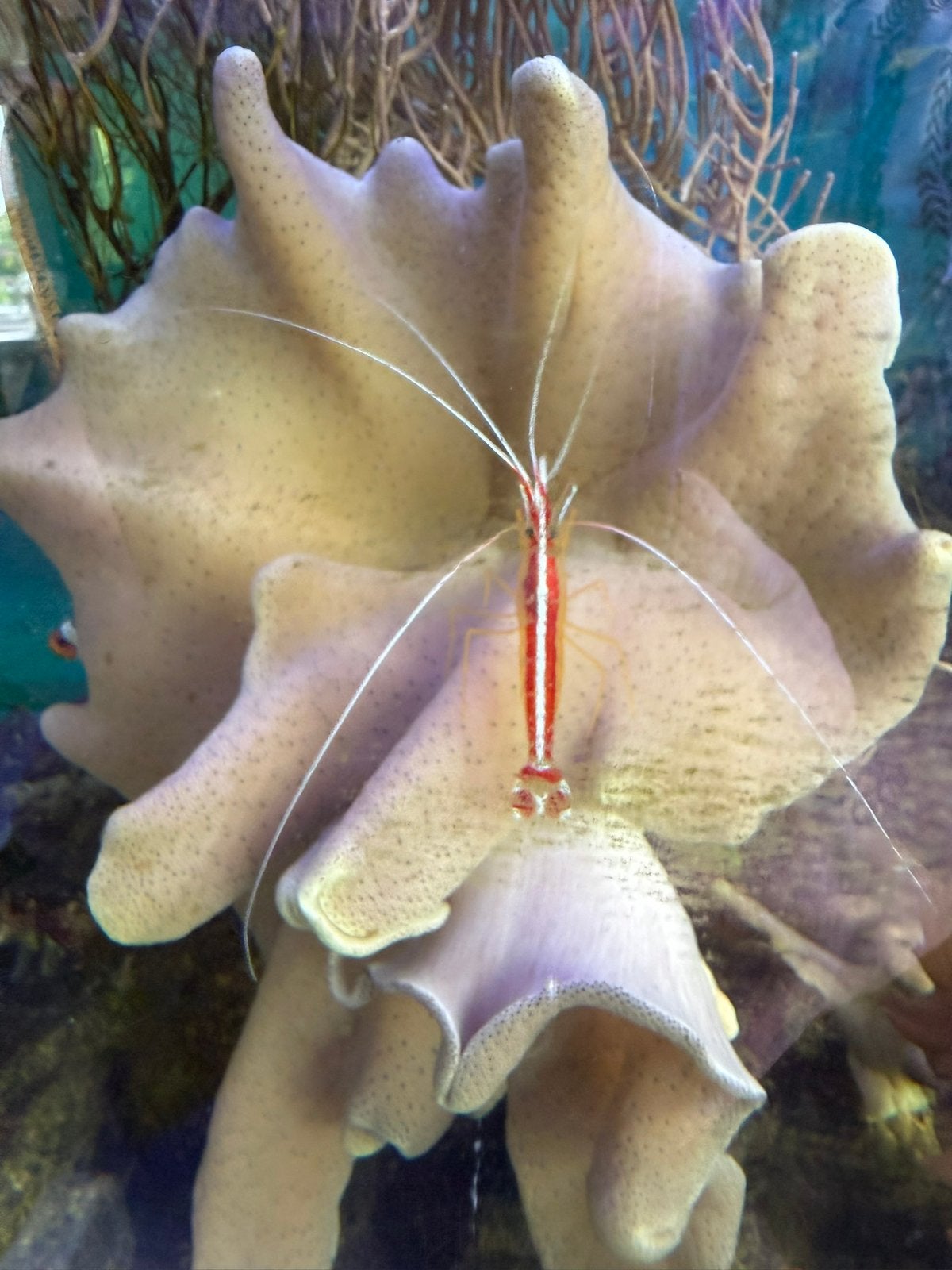 Zeeaquarium vissen + poetsgarnaal – ook los te koop, Vis