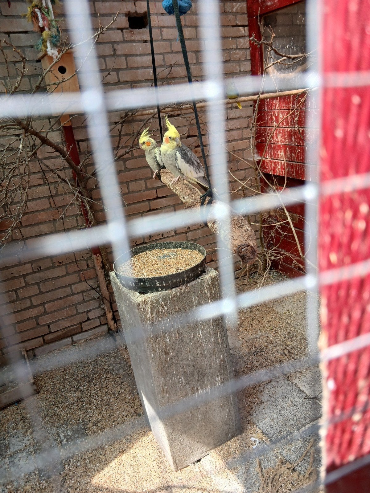 koppel valkparkieten, Meerdere dieren