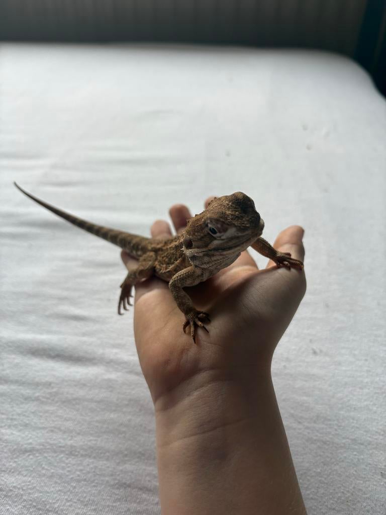 Dwerg-baardagaam + terrarium Bearded Dragon - male for sale from Sheila