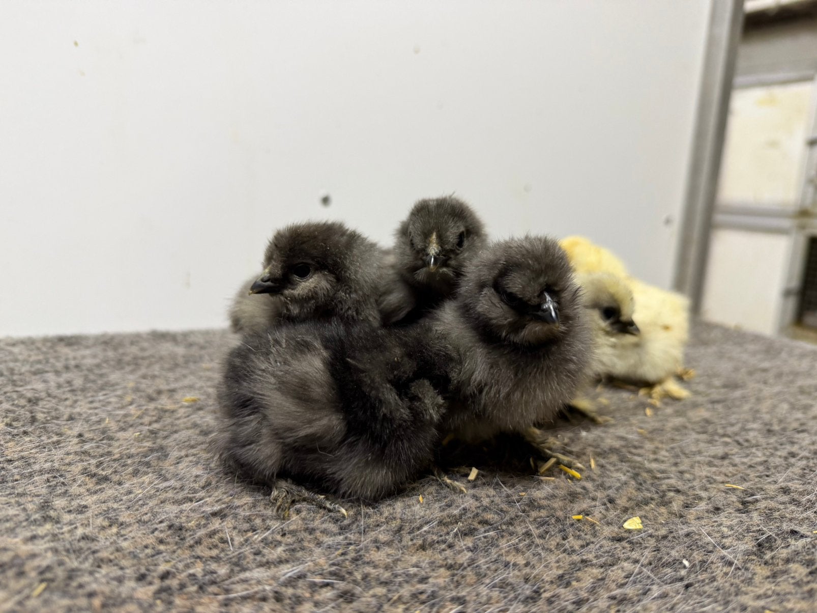 Zijdehoen kuikens, Dieren en Toebehoren, Geslacht onbekend, Kip