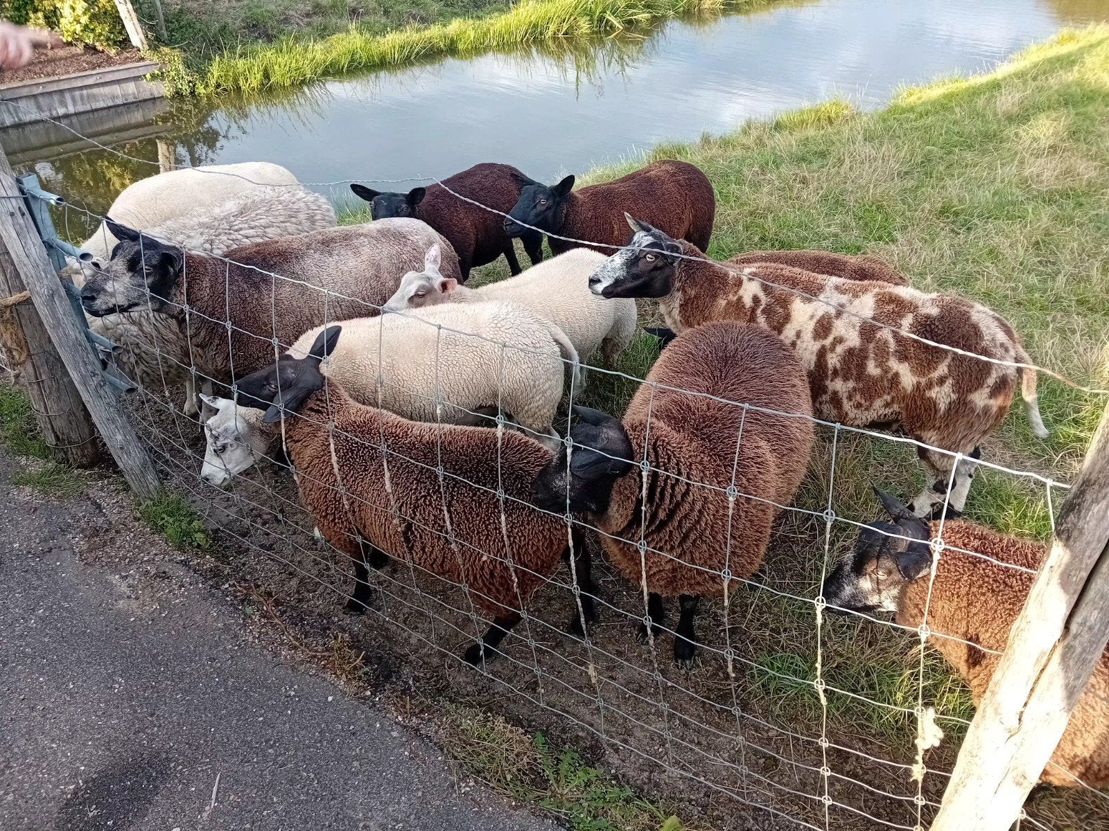 schapen, Dieren en Toebehoren, Schapen, Geiten en Varkens, Meerdere dieren, Schaap, 0 tot 2 jaar